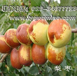 梨棗