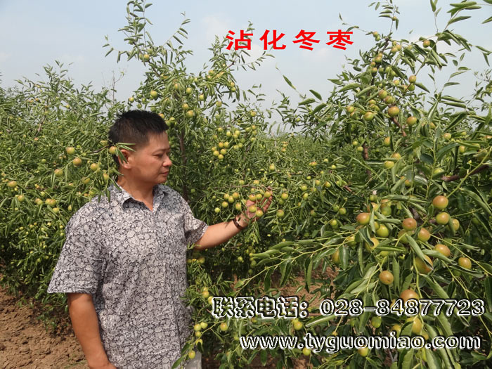 沾化冬棗