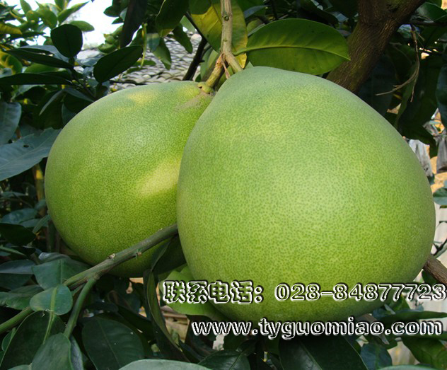 琯溪蜜柚