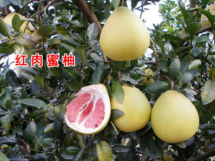 紅肉琯溪蜜柚
