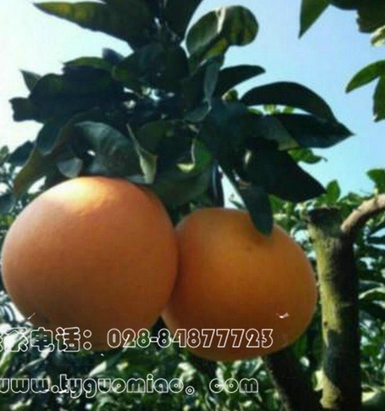 金橙蜜柚