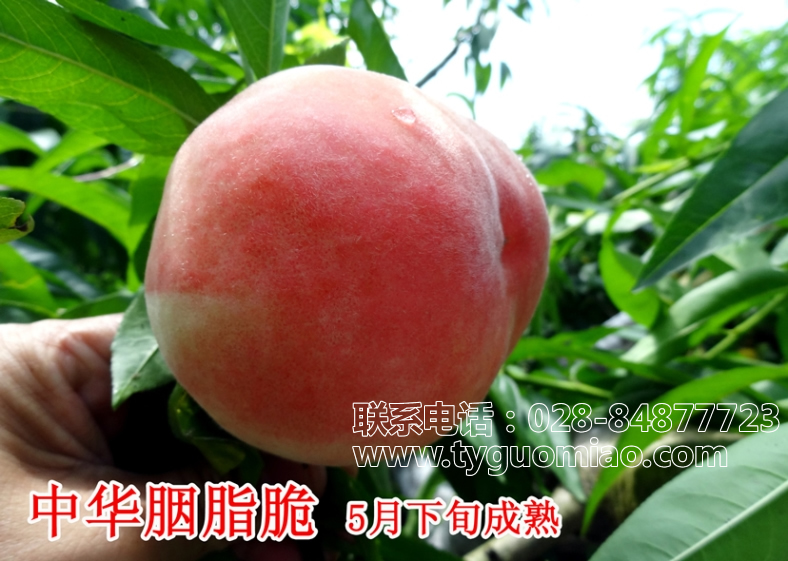 中華胭脂脆