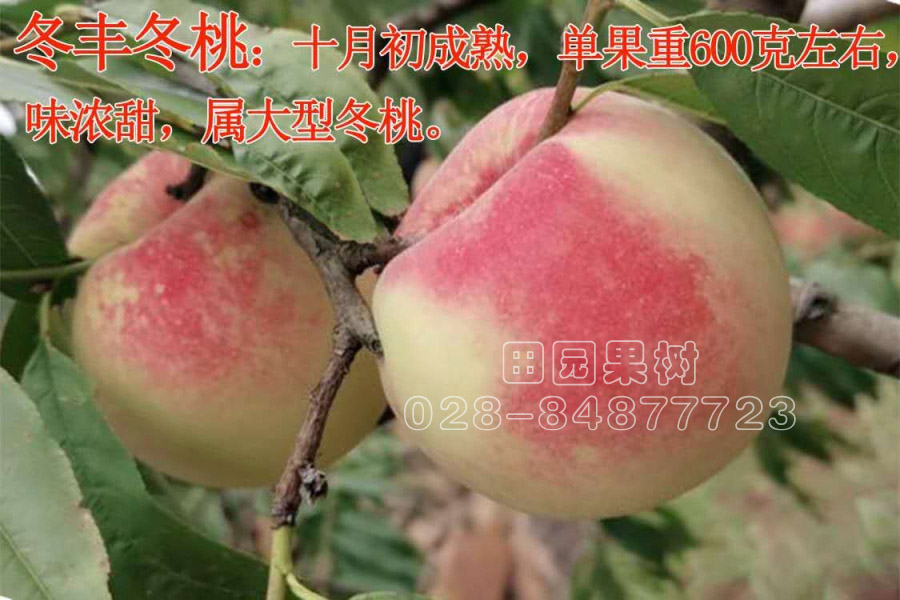 冬豐冬桃