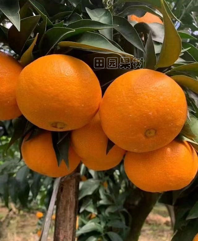 黃美人柑橘