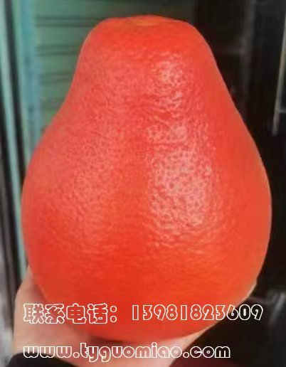 中國紅柚