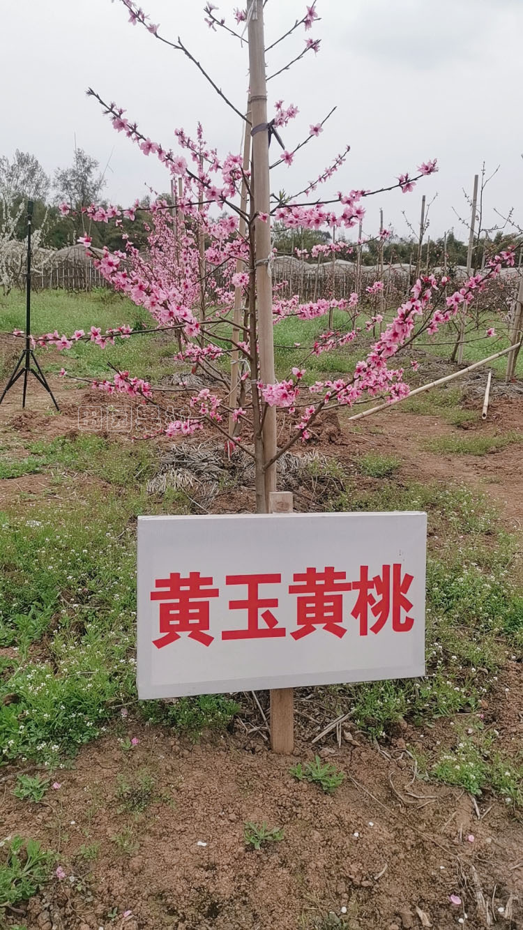 黃桃主桿形