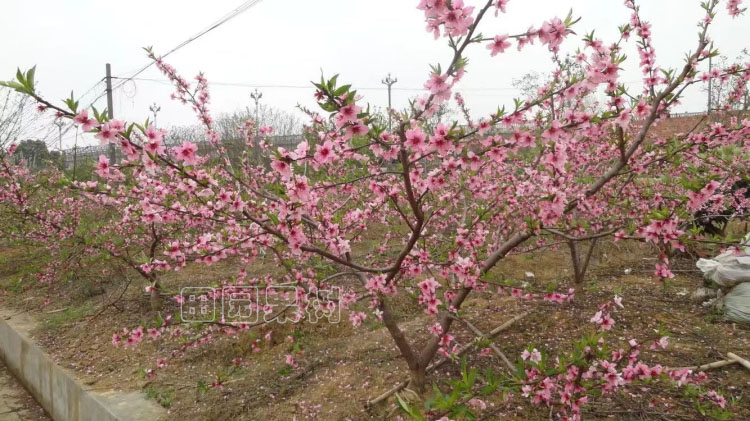 水蜜桃自然開心形