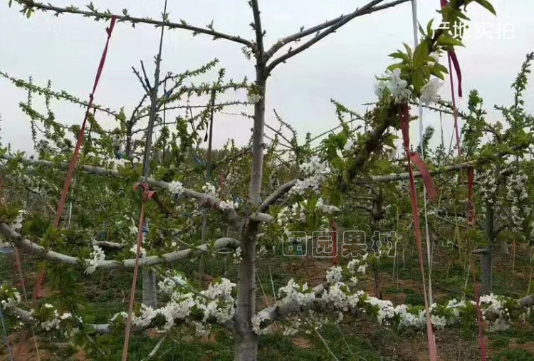 梨主桿形