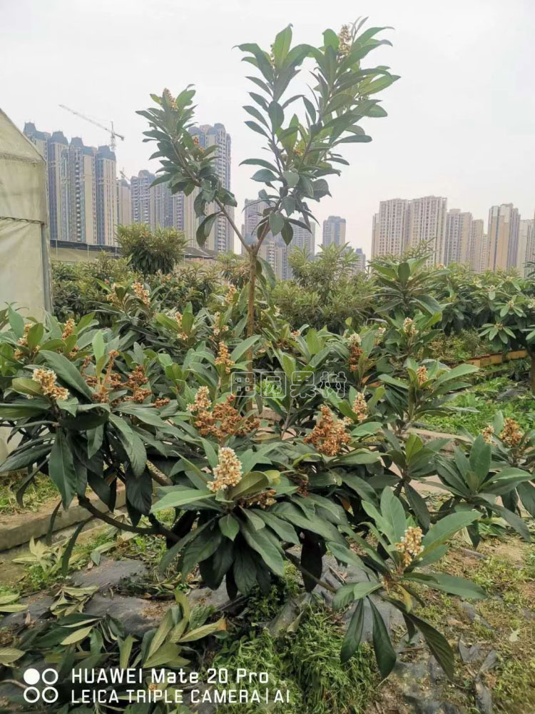 枇杷雙成形