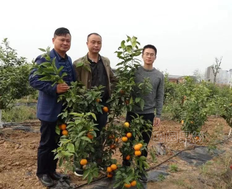 柑橘圓頭型