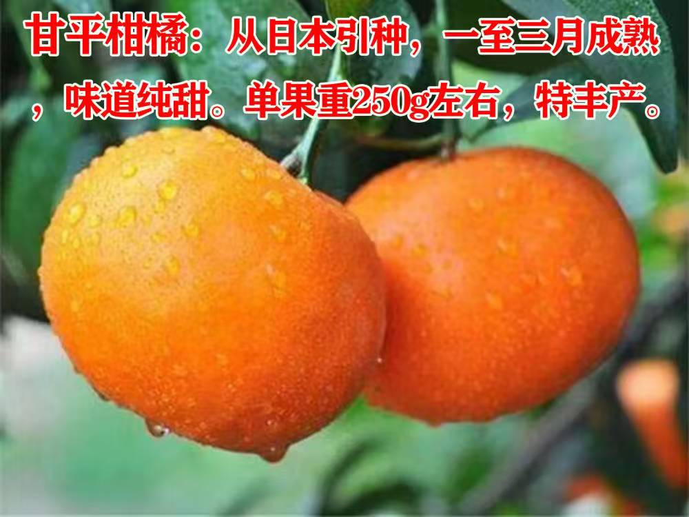 甘平柑橘
