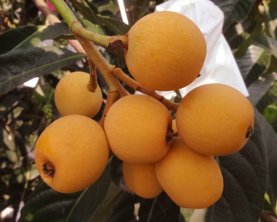 春花一號枇杷