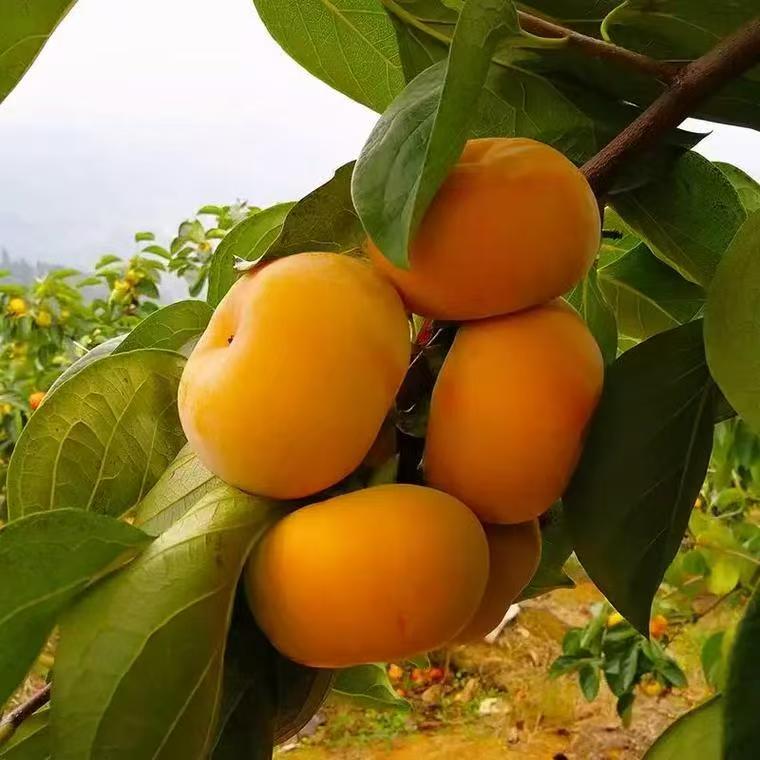 太秋甜柿