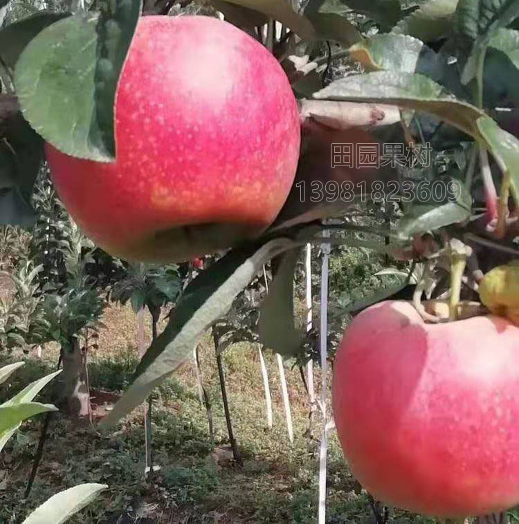 紅富士蘋果