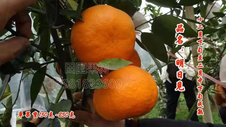 明日見